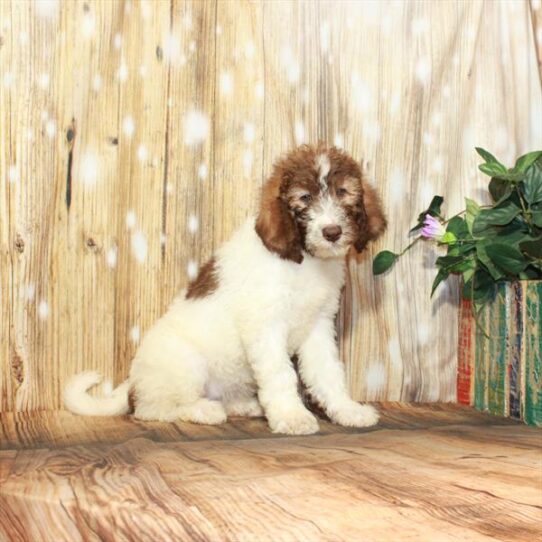 NewfyPoo 2nd Gen DOG Female White / Chocolate 4017 Petland Pensacola, Florida