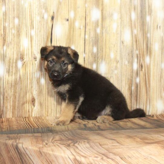 German Shepherd DOG Female Black / Tan 4018 Petland Pensacola, Florida