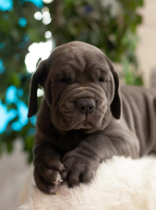 Neapolitan Mastiff DOG Male Blue 4019 Petland Pensacola, Florida