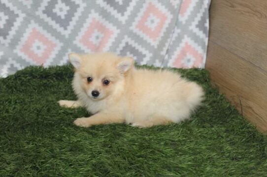 Pomeranian DOG Female Cream 4021 Petland Pensacola, Florida