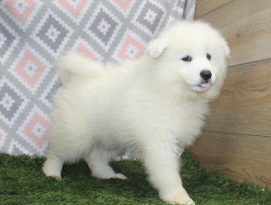 Samoyed DOG Female White 4022 Petland Pensacola, Florida