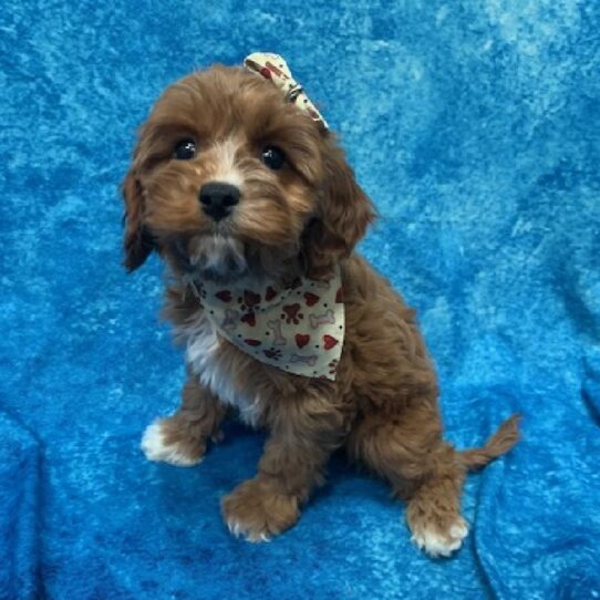 Cavapoo DOG Female Red 713 Petland Pensacola, Florida