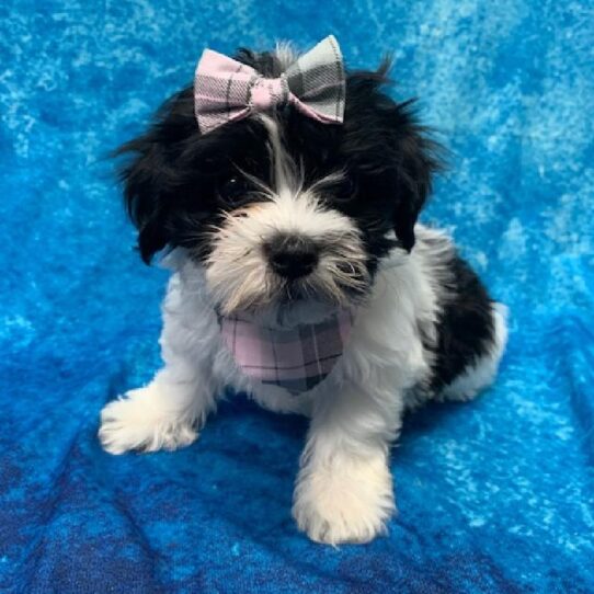 Coton De Tulear-DOG-Female-Black/White-725-Petland Pensacola, Florida