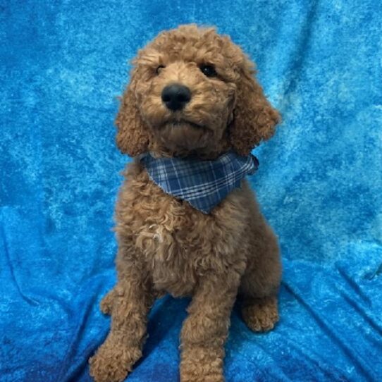 Goldendoodle 2 Gen-DOG-Male-Golden-720-Petland Pensacola, Florida