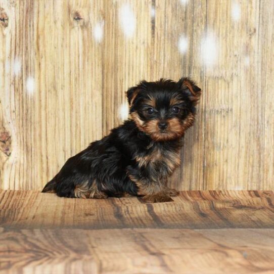 Yorkie DOG Male Black / Tan 4060 Petland Pensacola, Florida