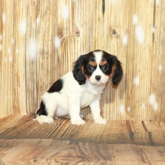 Cavalier King Charles Spaniel DOG Female White Black / Tan 4061 Petland Pensacola, Florida