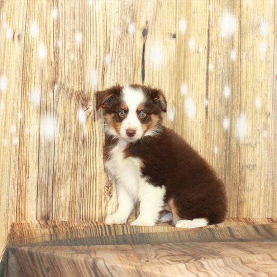 Australian Shepherd DOG Female Chocolate / Tan 4062 Petland Pensacola, Florida