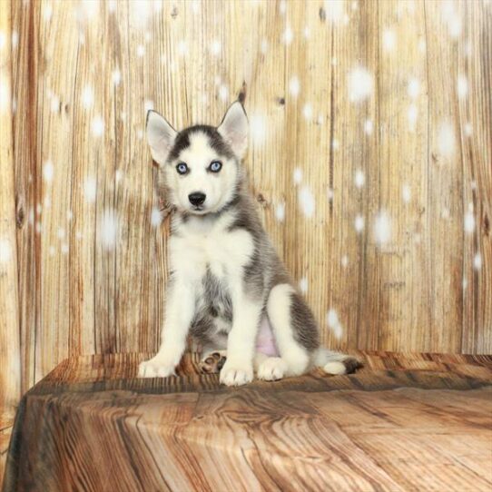 Siberian Husky DOG Female Black 4063 Petland Pensacola, Florida