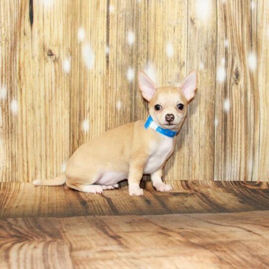 Chihuahua DOG Male Fawn 4064 Petland Pensacola, Florida