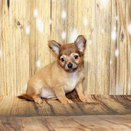 Chihuahua-DOG-Female-Fawn Sable-4065-Petland Pensacola, Florida