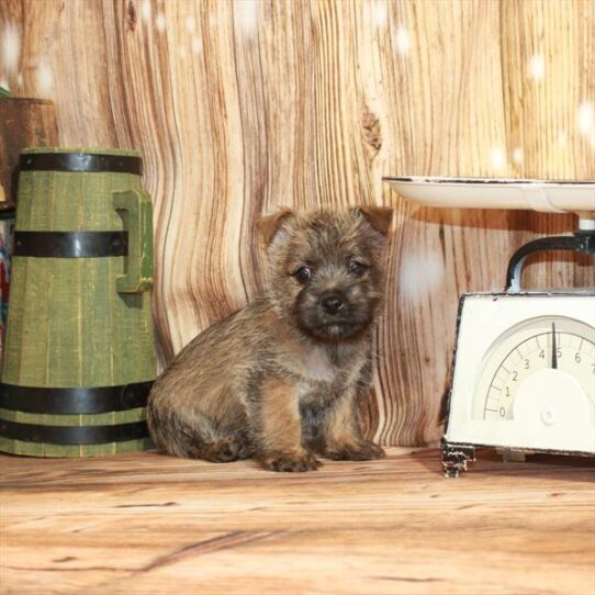 Cairn Terrier DOG Male Wheaten 4066 Petland Pensacola, Florida