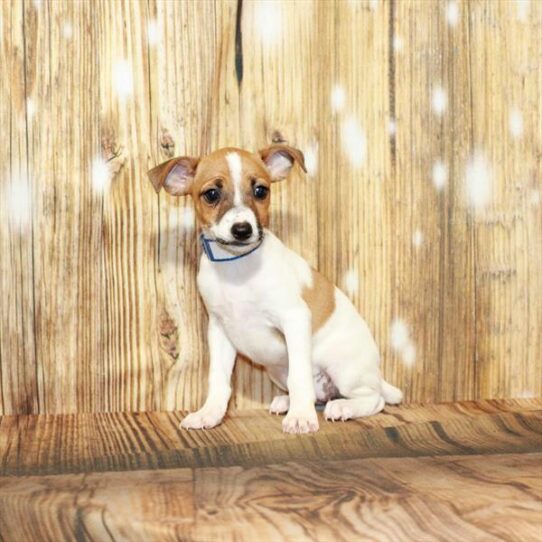 Jack Russell Terrier DOG Female White / Red 4067 Petland Pensacola, Florida