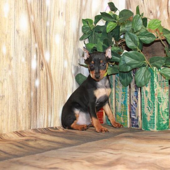 Min Pin DOG Male Black / Tan 4069 Petland Pensacola, Florida