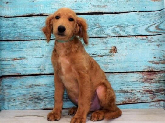 Goldendoodle DOG Male Red 4070 Petland Pensacola, Florida