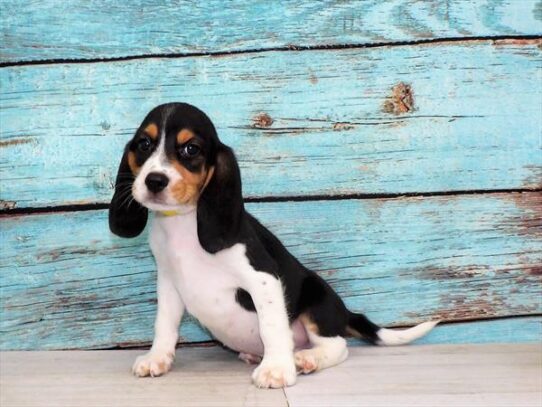 Beagle DOG Male Black White / Tan 4071 Petland Pensacola, Florida