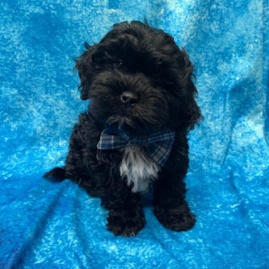 Shipoo-DOG-Male-Black-727-Petland Pensacola, Florida