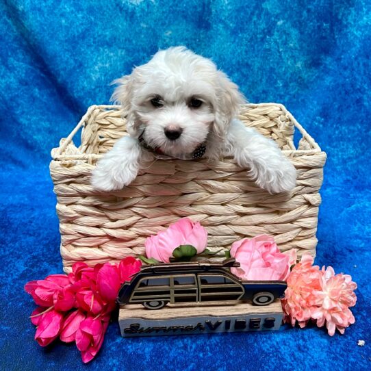 Coton De Tulear DOG Female White 4074 Petland Pensacola, Florida