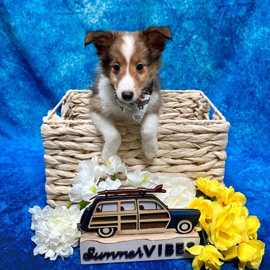 Sheltie DOG Male Sable/White 4077 Petland Pensacola, Florida