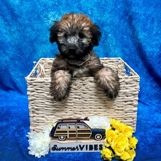 Soft Coated Wheaten Terrier DOG Male Wheaten 4078 Petland Pensacola, Florida