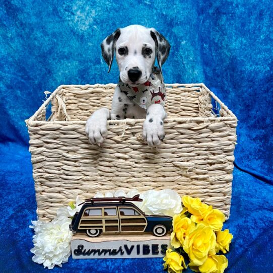 Dalmatian-DOG-Male-Black/White-4079-Petland Pensacola, Florida