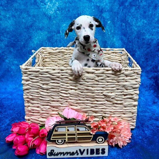 Dalmatian DOG Female Black/White 4080 Petland Pensacola, Florida