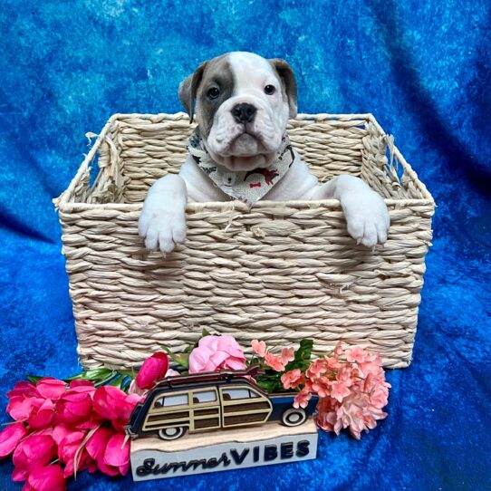 Victorian Bulldog DOG Female White/Brindle 4081 Petland Pensacola, Florida