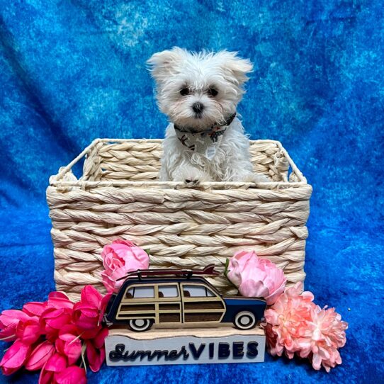 Maltese DOG Female White 4083 Petland Pensacola, Florida