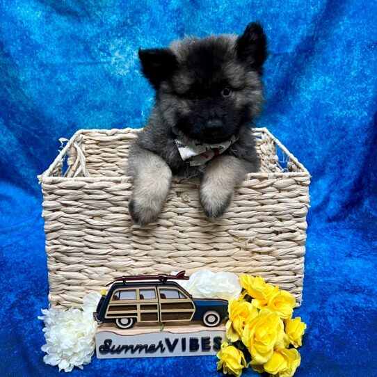 Keeshond DOG Male Black/Silver 4091 Petland Pensacola, Florida