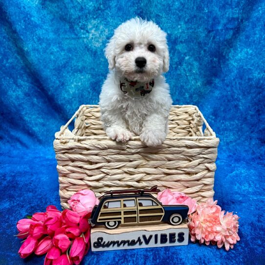 Bichon DOG Female White 4097 Petland Pensacola, Florida