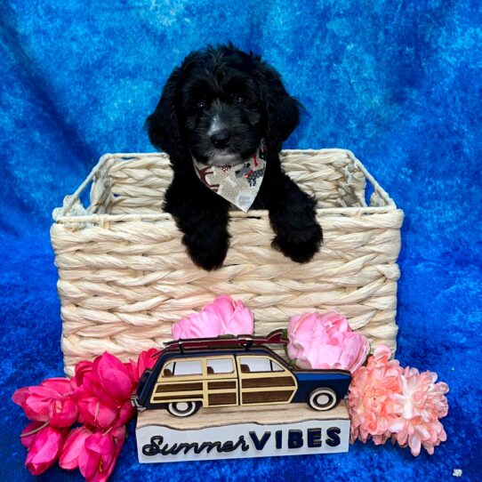 Mini Aussiedoodle-DOG-Female-Black/White-4100-Petland Pensacola, Florida