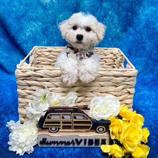 Bichon-DOG-Male-White-4098-Petland Pensacola, Florida