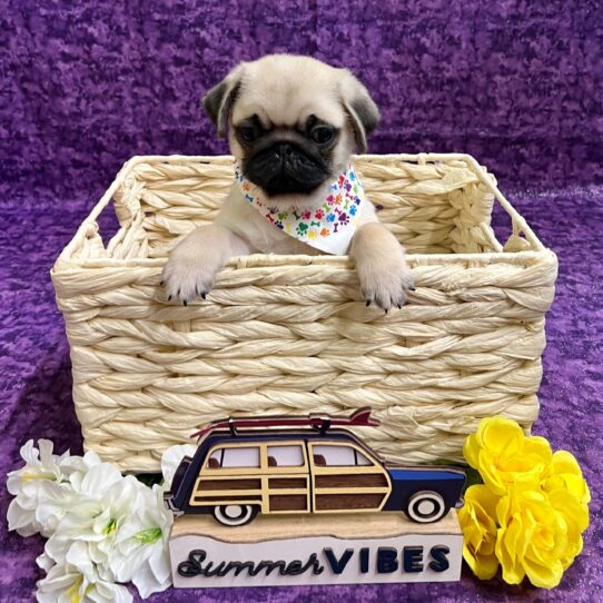 Pug DOG Male fawn 4038 Petland Pensacola, Florida