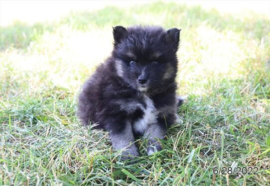 Pomsky DOG Male Black / Tan 4117 Petland Pensacola, Florida