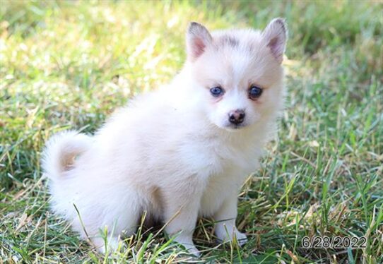 Pomsky DOG Female Tan / White 4118 Petland Pensacola, Florida