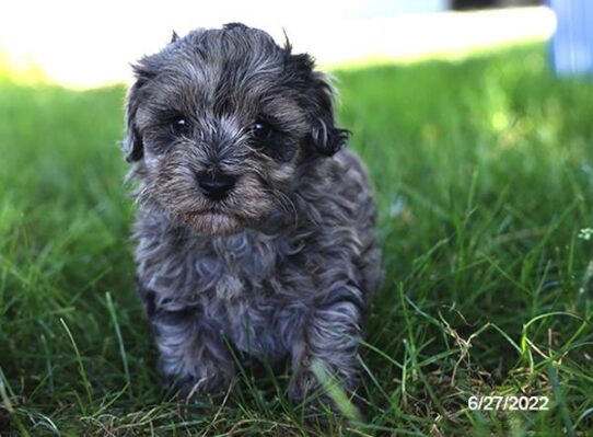 Schnoodle DOG Male Merle 4119 Petland Pensacola, Florida