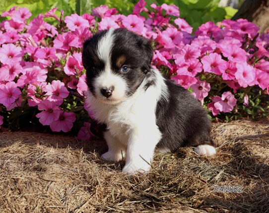 Miniature American Shepherd DOG Male Black 4120 Petland Pensacola, Florida