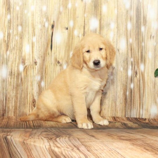 Golden Retriever DOG Male Golden 4121 Petland Pensacola, Florida