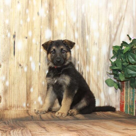 German Shepherd DOG Female Black / Tan 4125 Petland Pensacola, Florida