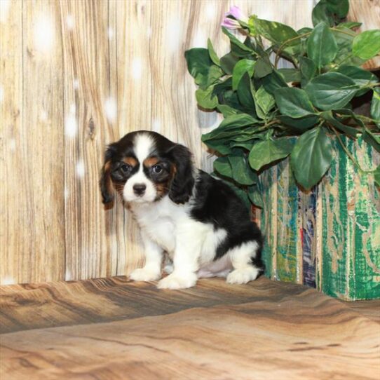 Cavalier King Charles Spaniel DOG Male Black White / Tan 4126 Petland Pensacola, Florida