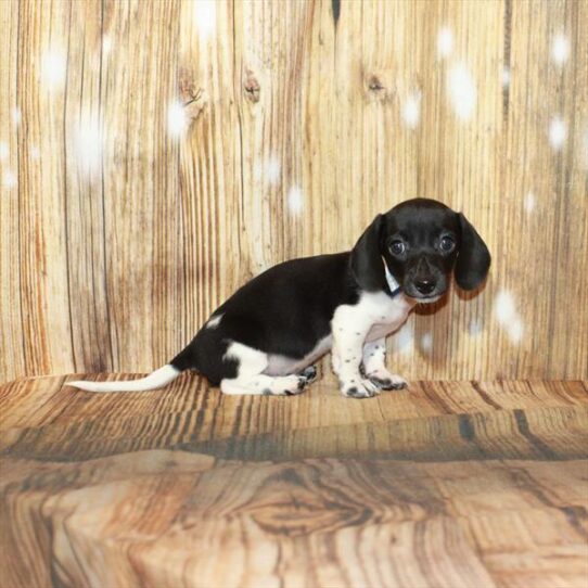 Dachshund DOG Male White / Black 4127 Petland Pensacola, Florida