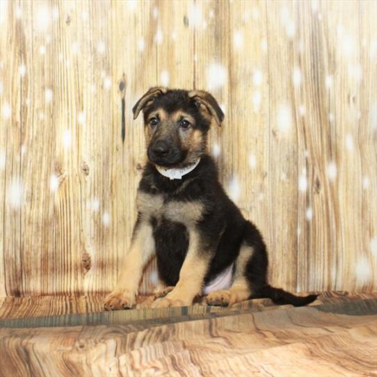 German Shepherd DOG Male Black / Tan 4128 Petland Pensacola, Florida