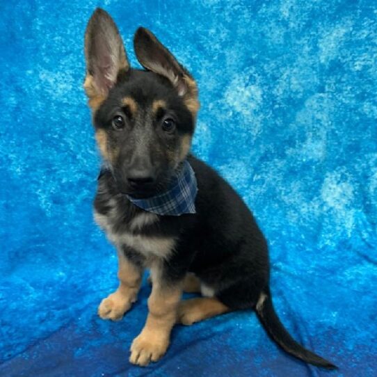 German Shepherd-DOG-Male-Black/Tan-717-Petland Pensacola, Florida