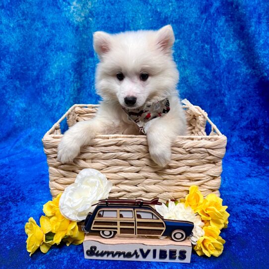 American Eskimo Dog DOG Male White 4153 Petland Pensacola, Florida