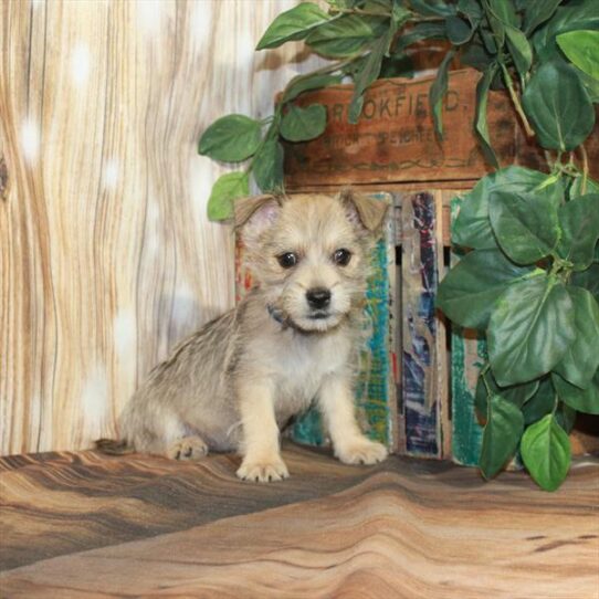 Cairn Terrier DOG Female Wheaten 4167 Petland Pensacola, Florida