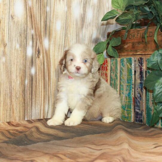 Mini Aussiedoodle DOG Male Chocolate Merle 4173 Petland Pensacola, Florida