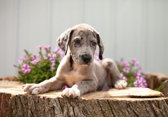 Great Dane-DOG-Male-Blue Merle-4175-Petland Pensacola, Florida