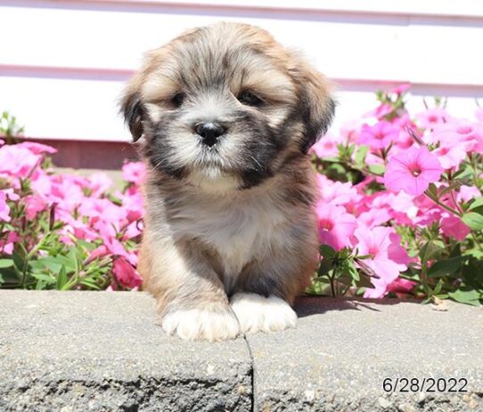 Lhasa Apso DOG Male Sable / White 4177 Petland Pensacola, Florida