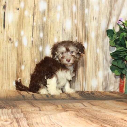 Havanese DOG Male Chocolate / Tan 4203 Petland Pensacola, Florida