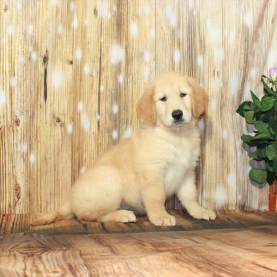 Golden Retriever DOG Female Light Golden 4204 Petland Pensacola, Florida