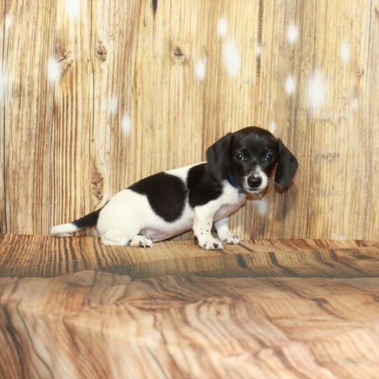 Dachshund DOG Female White / Black 4205 Petland Pensacola, Florida